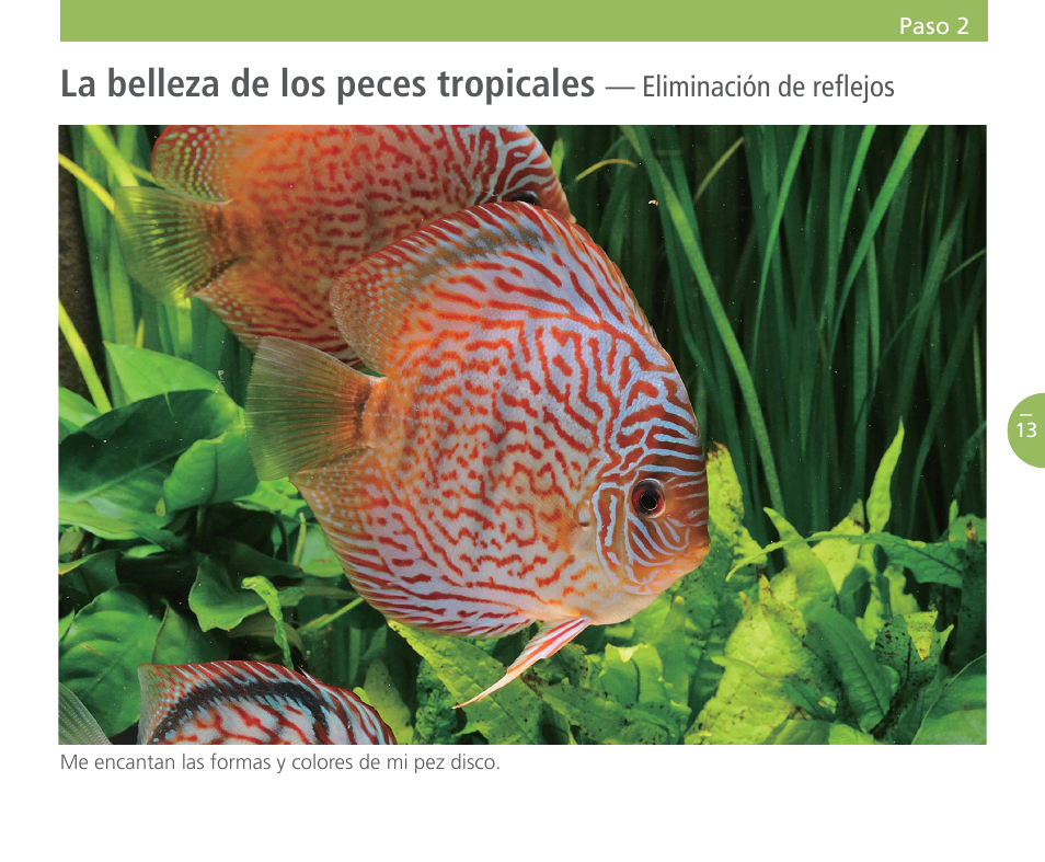 La belleza de los peces tropicales | Nikon WIRELESS OFFICE KEYBOARD AND OPTICAL MOUSE HO98058 Manual del usuario | Página 14 / 24
